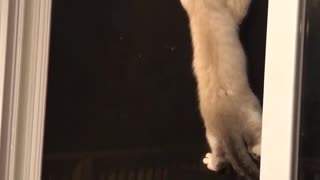 Cat hangs on screen door