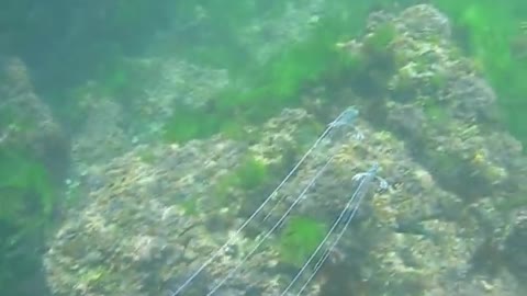 Baby Indian Threadfish