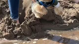 Yorkie Hilariously Tries to Swim in Mid-Air