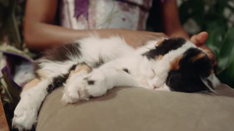 cat receiving affection from the needy owner