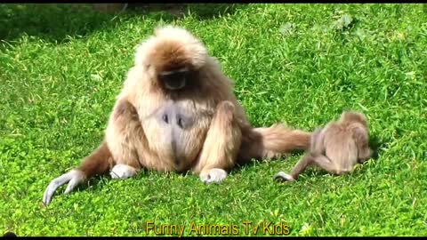 Very Cute Baby MONKEYS at the Zoo | Baby Monkey very cute in the Zoo - Funny Animals