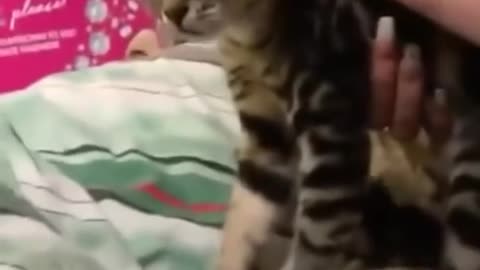 cute cats making beautiful sound ( cats & kittens )