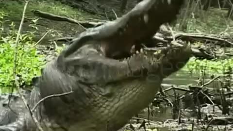 Alligator Eats A Turtle After Smashing It’s Shell