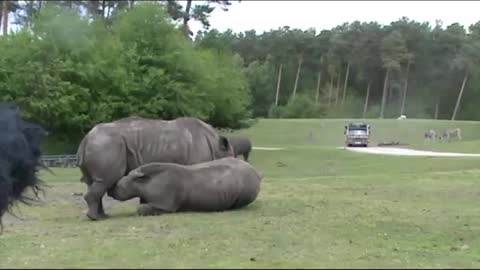 Rhino whine