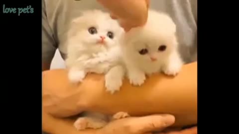 Adorable Kittens and Puppies doing the cutest things ever.