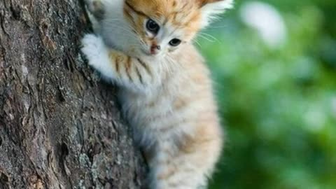 Cute Kittens/ Cute Baby Cats