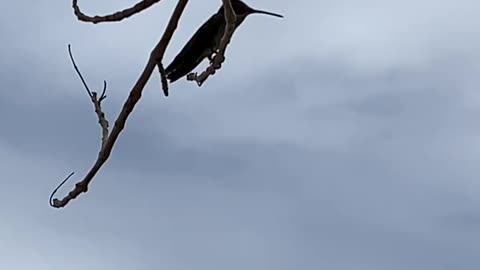 Roadrunner leads to hummingbird at Las Vegas temple.