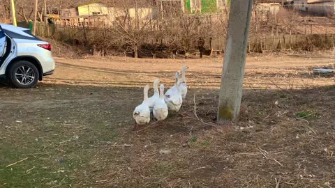 Cackling and running geese in a small village in Moldova | Funny cackling geese family