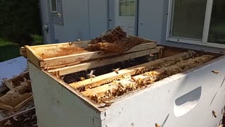 Harvested honey frame cleaning
