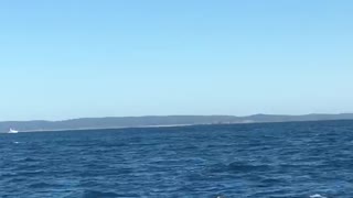 Whales from the sailboat