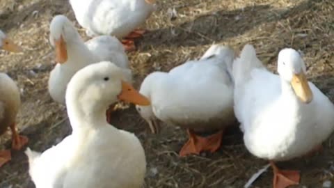 Duck warns other Ducks to keep away From Her Drake