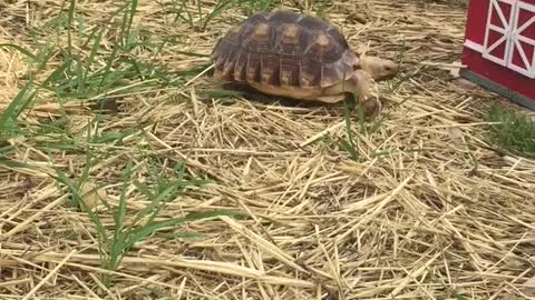 Rowdy strolling around her enclosure