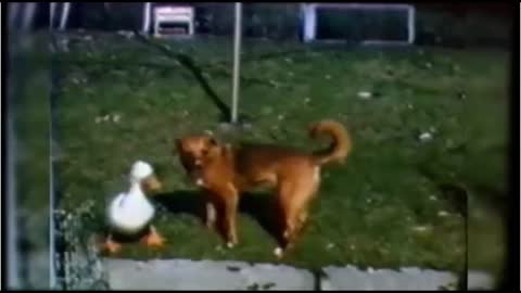 Duck playing with a dog
