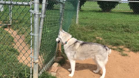 Zeus the Stubborn Husky howls to friends at dog park