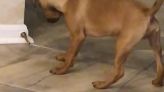 Small brown dog playing with door stop