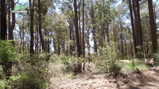 Hotham Valley Forest Train