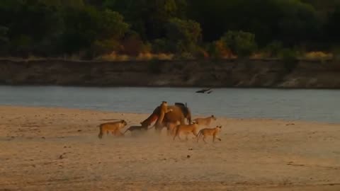 14 Big Lions Hunting A Young Elephant - Best fight back HD