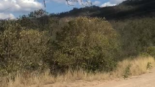 Eastern Brown Snake Shows Defensive Display