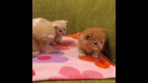 So many cute kittens videos compilation 2018