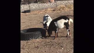 Funny Goats