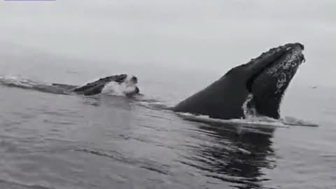 Moment two whales breach just feet from paddleboarder in California