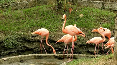 See a group of wonderful flamingos with great music