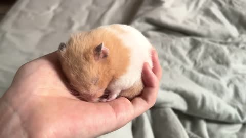 i hold a sleep baby mouse