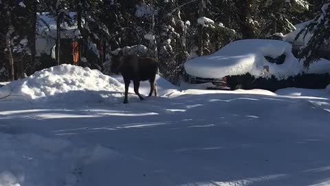 Moose in my driveway