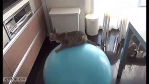 Funny cat prank