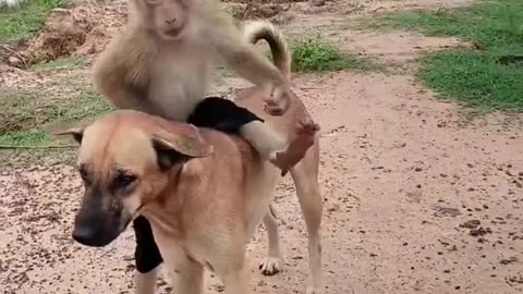 Dog lover monkey 🐒 funny video 😃