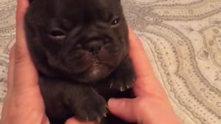 French Bulldong Puppy Belly Rub