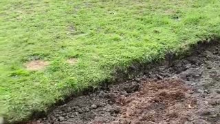 Dog runs wild after a bath