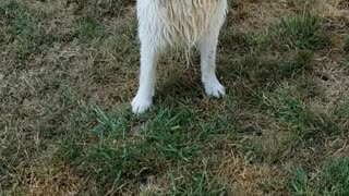 He loves water