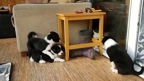 Five week old border collie puppies - learning to bark