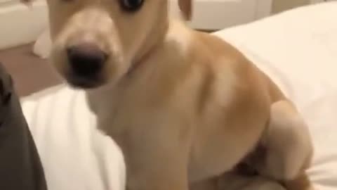 unexpected reaction of cute dog