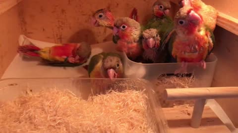 The baby parrots are playing together in a box