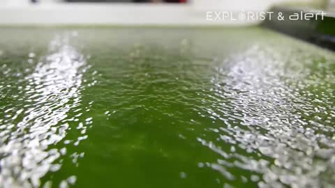 Airbus has just created a jet that runs on algae