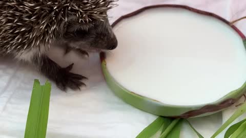 Baby hedgehog treats himself to milk