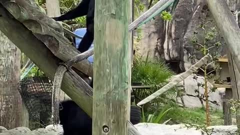 1-min monkeys at Tampa zoo