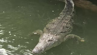 crocodile in the jungle