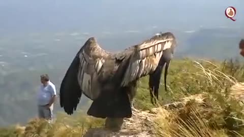 Young Condor released in nature