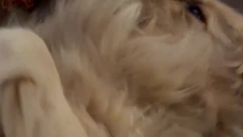 Fluffy, Golden Retriever Wants Belly Rubs Before Sleepytime....#dogshorts #dog #shortsviral