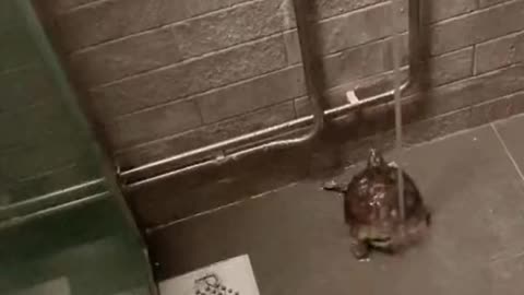 Even turtles can take a bath
