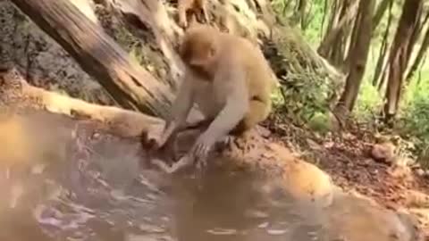 Mothers love,baby monkey scared of bath