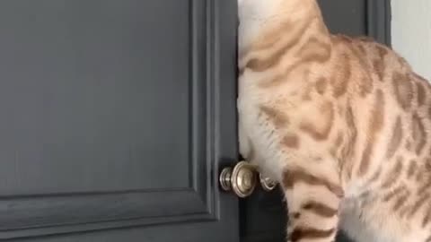 Smart Kitty