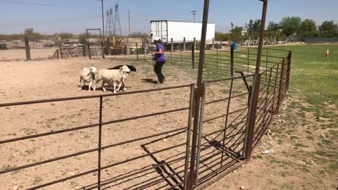 Young Aussie Shepherd first time herding sheep