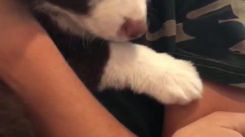 Cutest puppy in the world falls asleep in owners arms