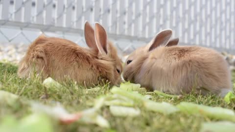 rabbit couple