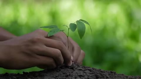 Planting cinematic __ Free Video Trailer __ Free Download