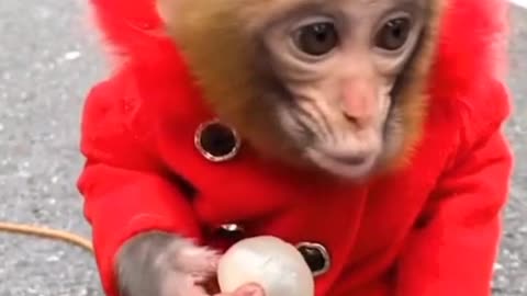 Lovely monkey eating